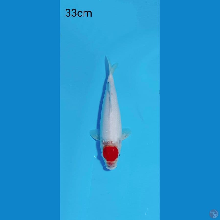 TANCO 33 CM