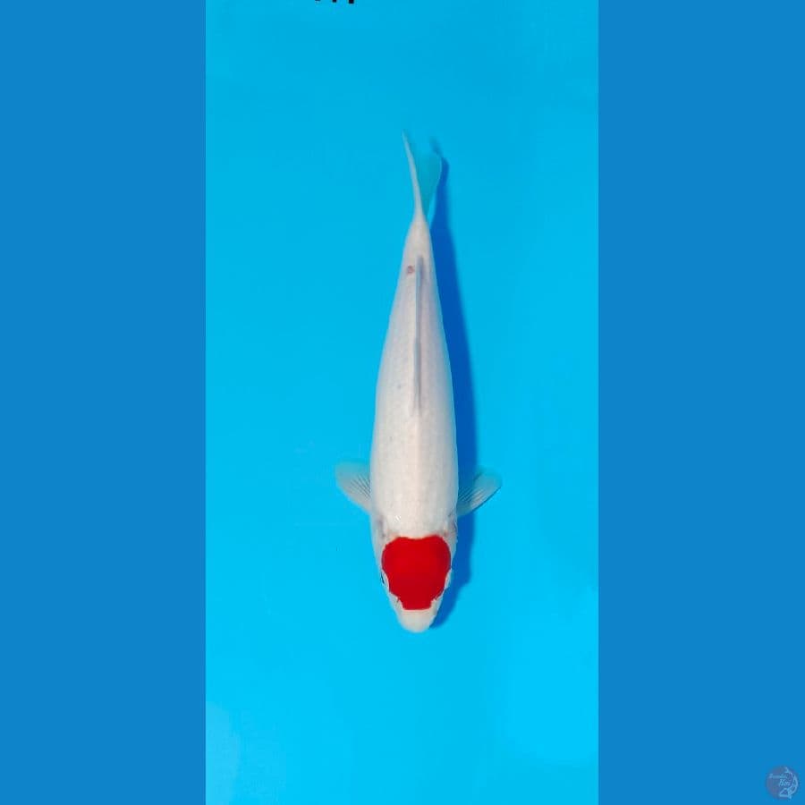 TANCO KOHAKU 30 CM