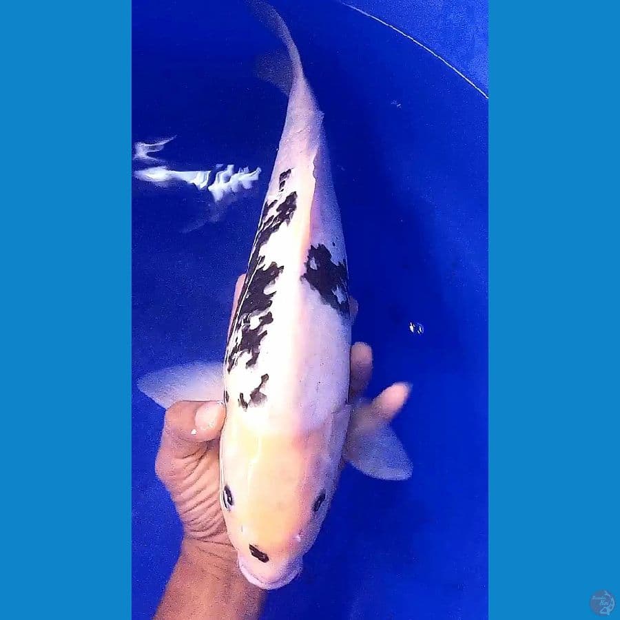 jumbo sumi 41 cm