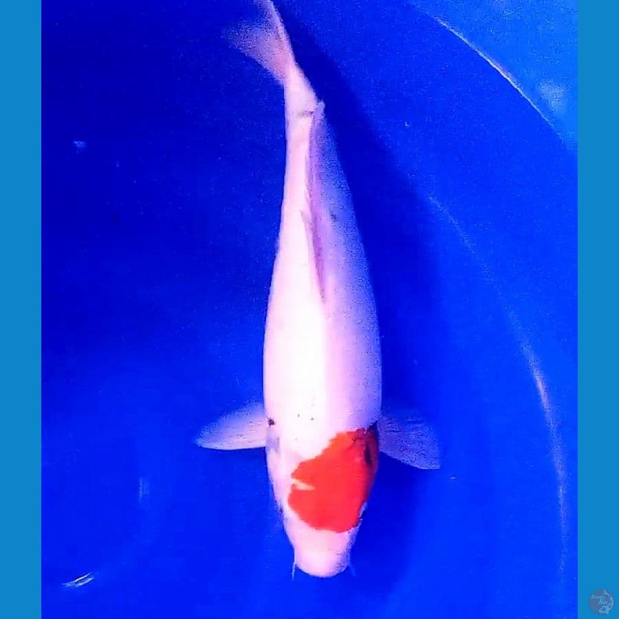 tanco showa 37 cm