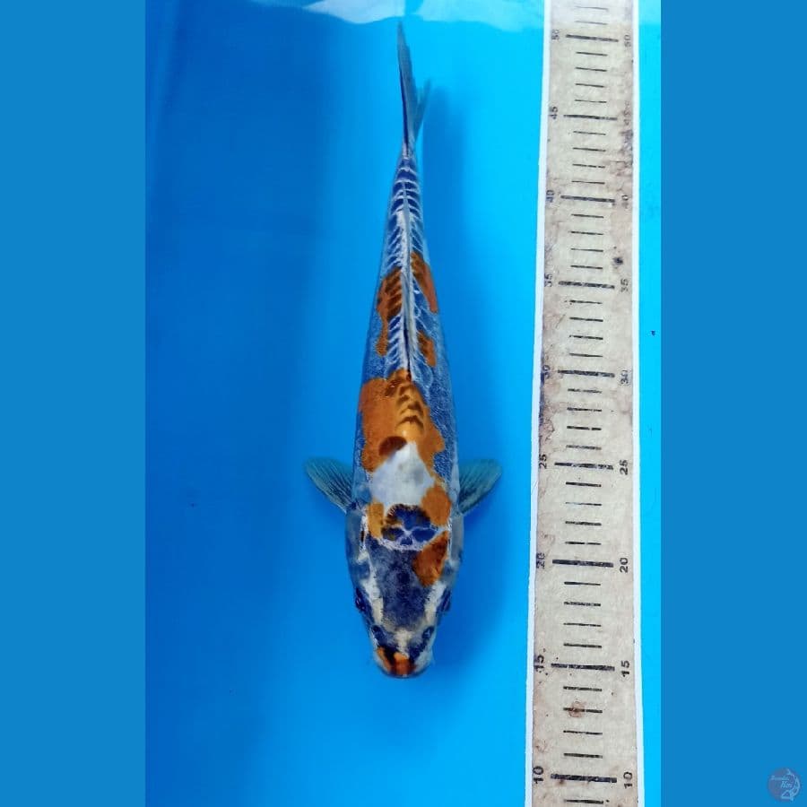 Kiko 32cm