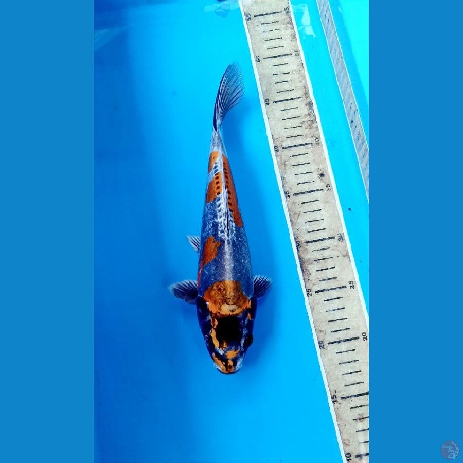 kiko 28cm