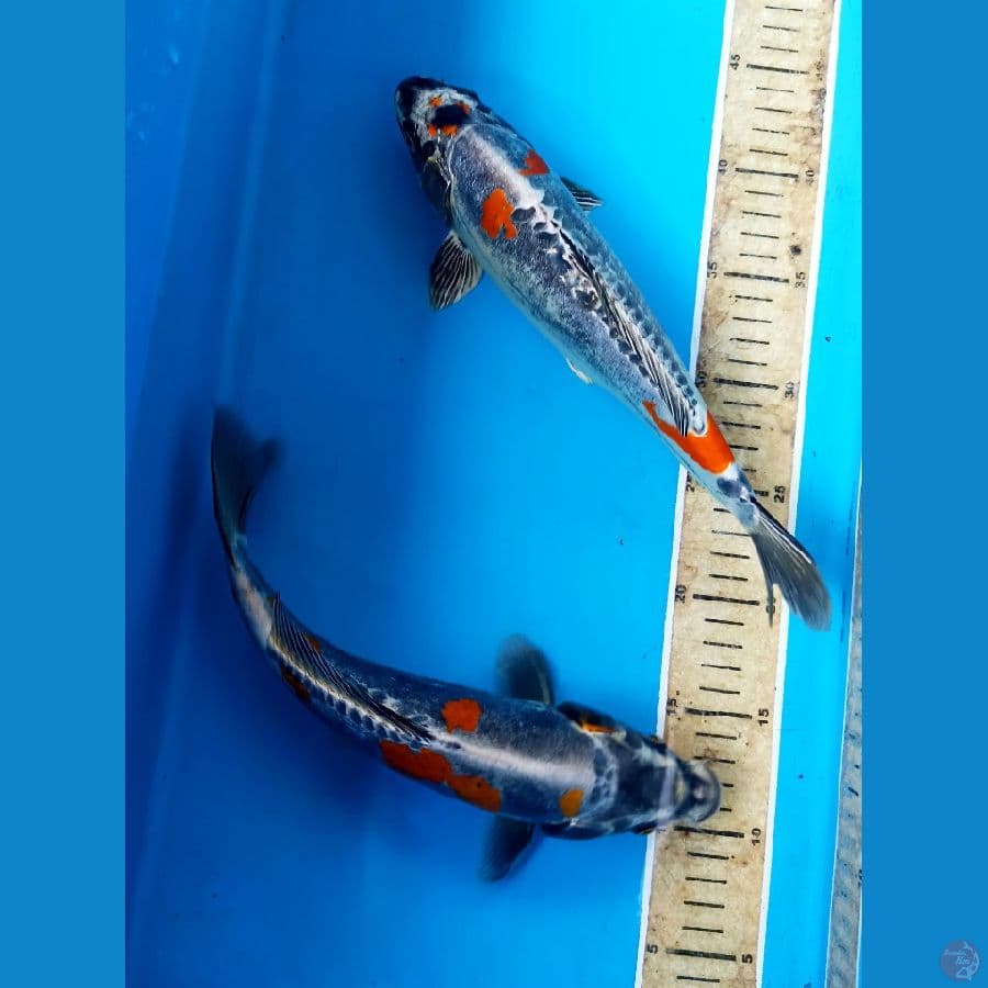 kiko 29cm