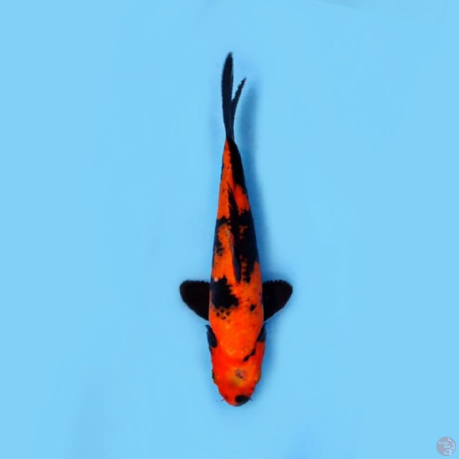 hiutsuri tembus 20 cm