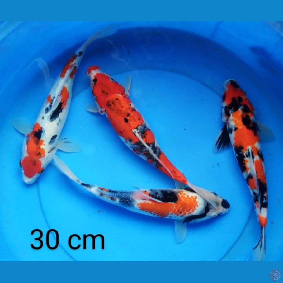 paket 4 ekor showa 30 cm