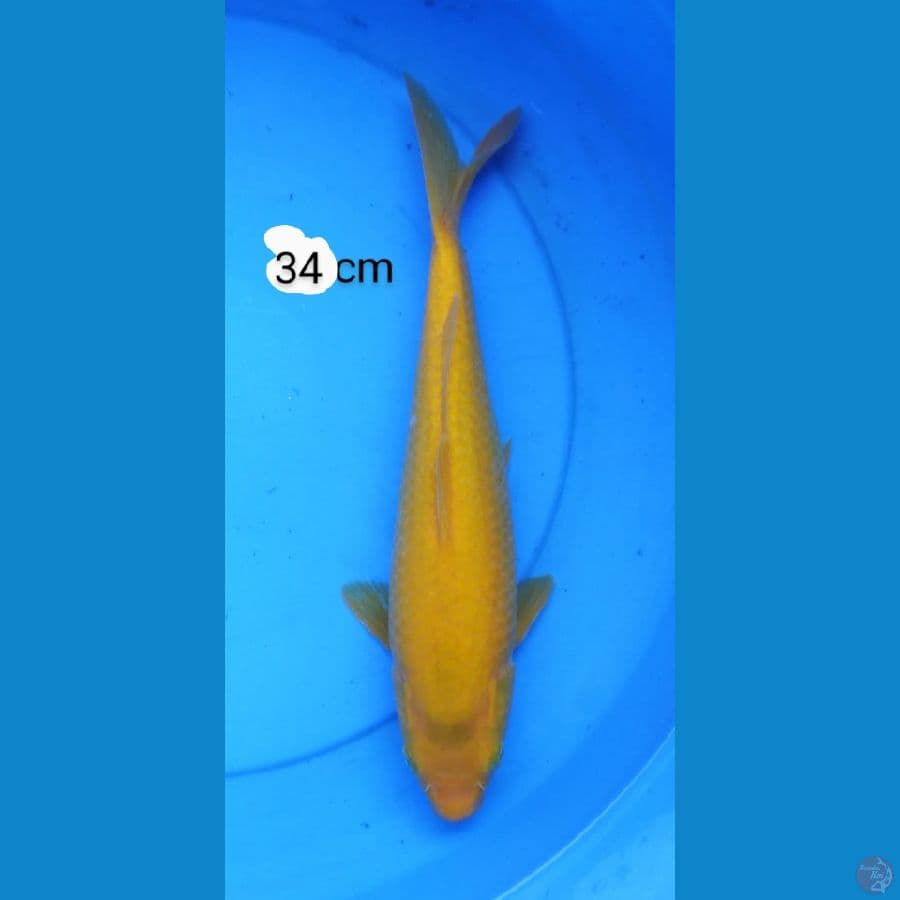 karashi punuk 34 cm