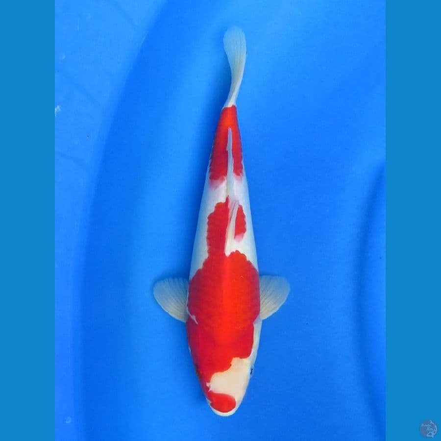 F1 kohaku, 30cm