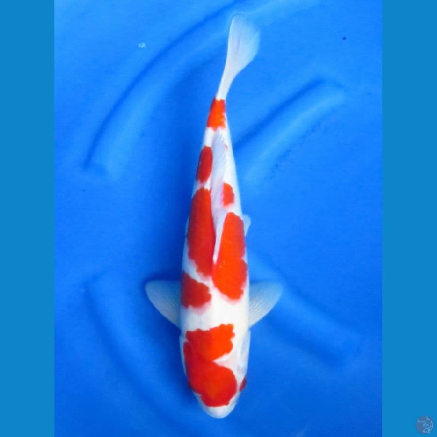 Jumbo kohaku, 38cm