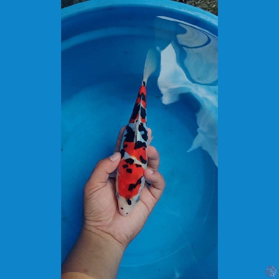 Showa 25 cm