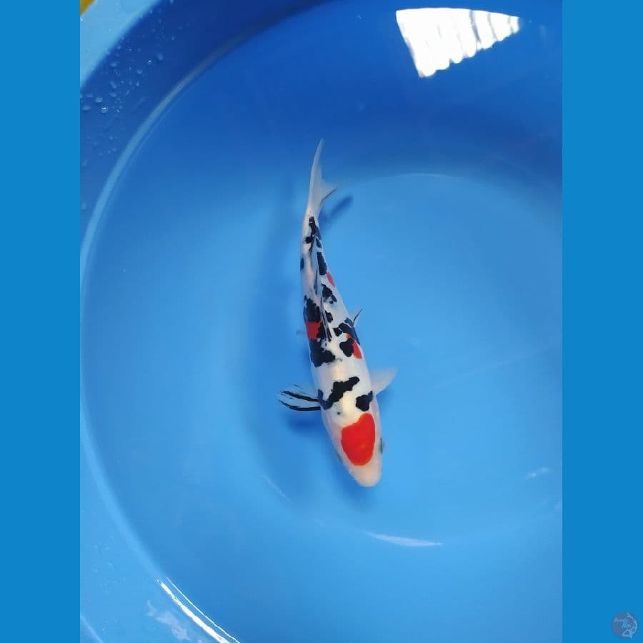 HQ | 22 CM SANKE DOITSU