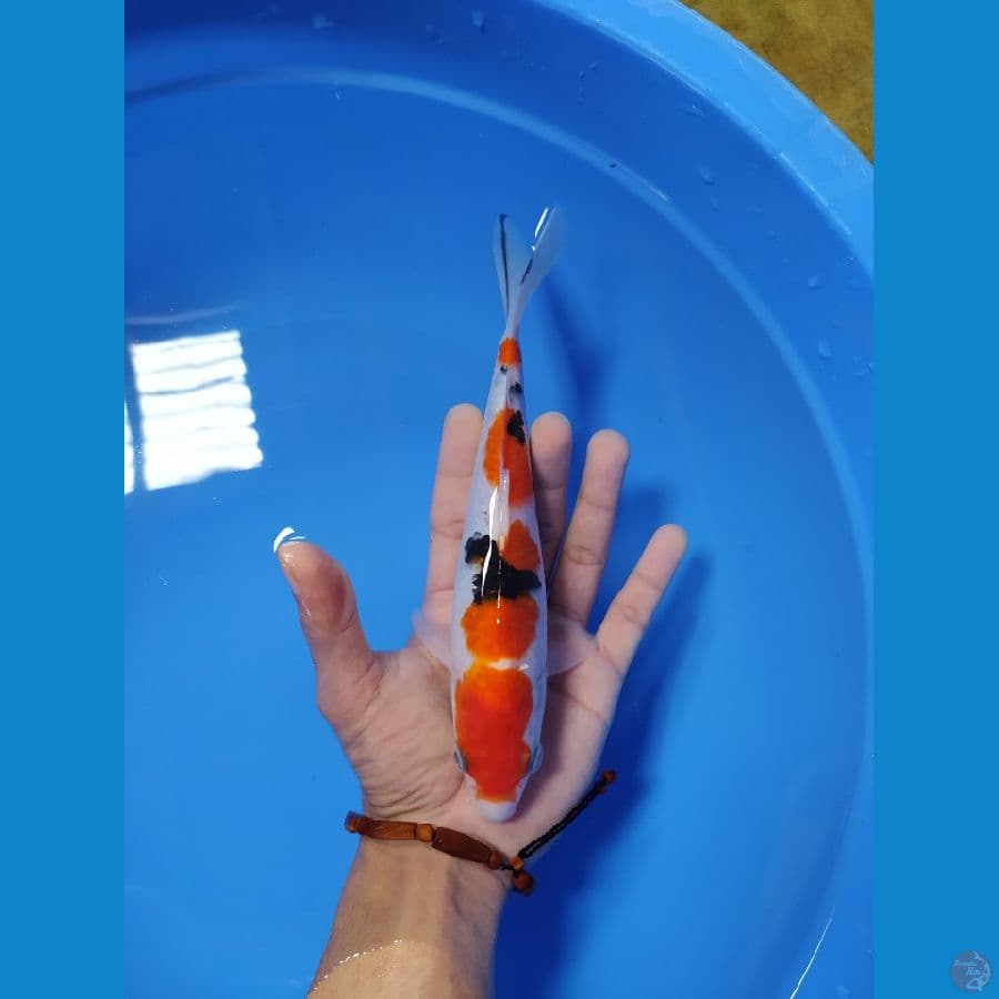 22 cm SANKE