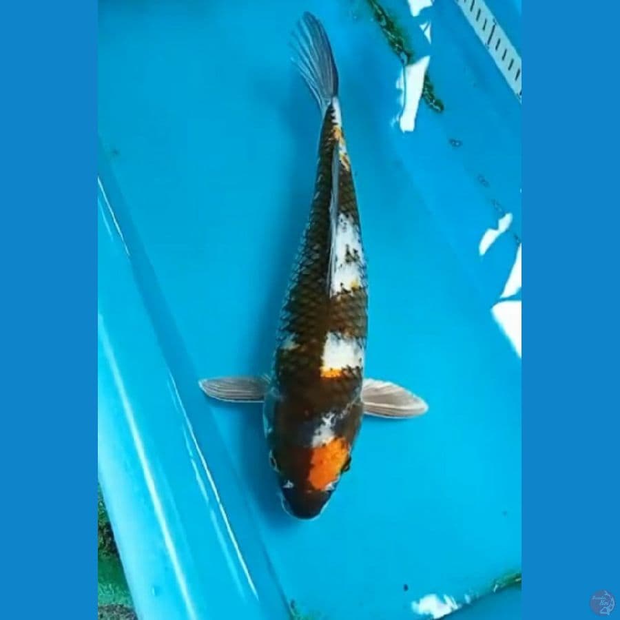 kin showa 38cm