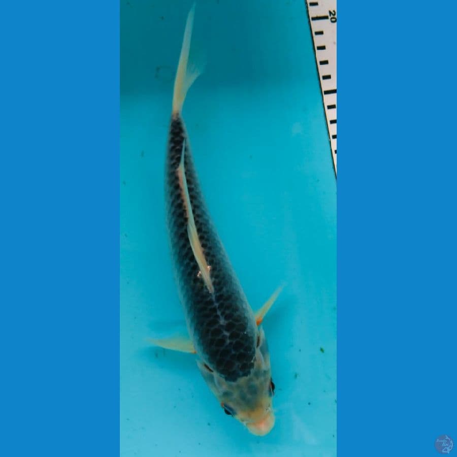 asagi 26cm