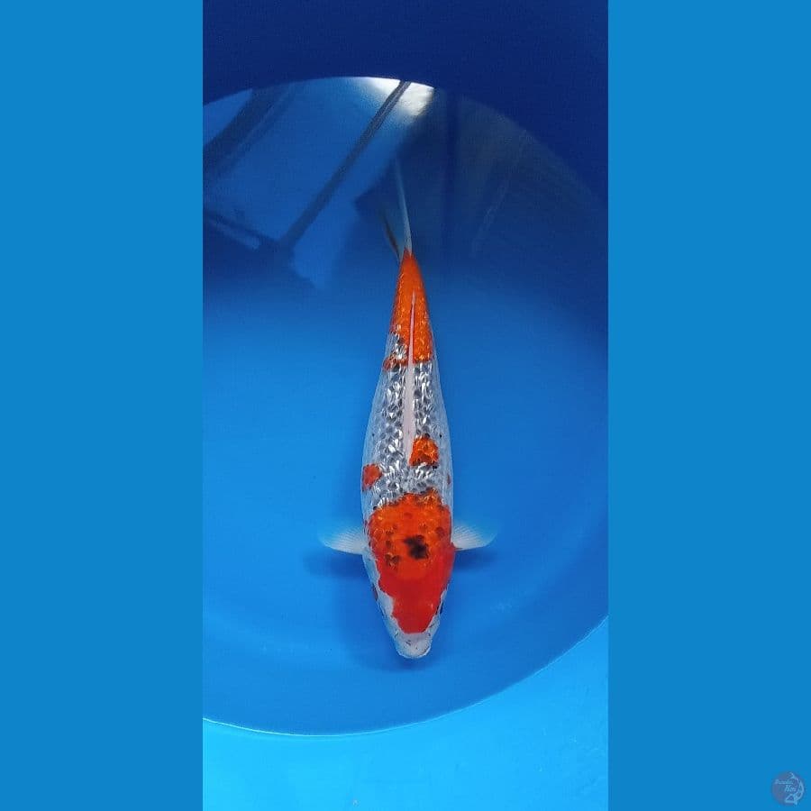 GOSHIKI 38CM GINRIN