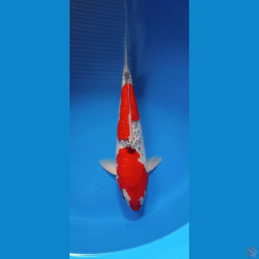 GOSHIKI33CM