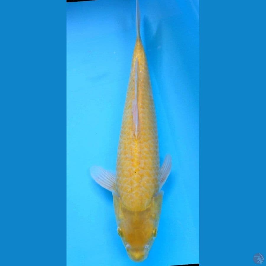 Karashi corn