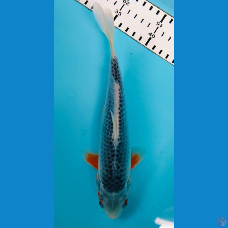 asagi 23cm