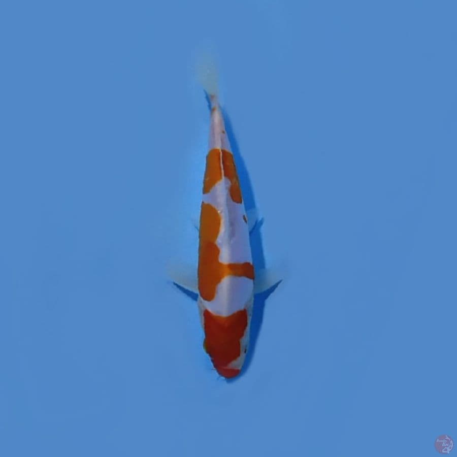 kohaku doit 15cm