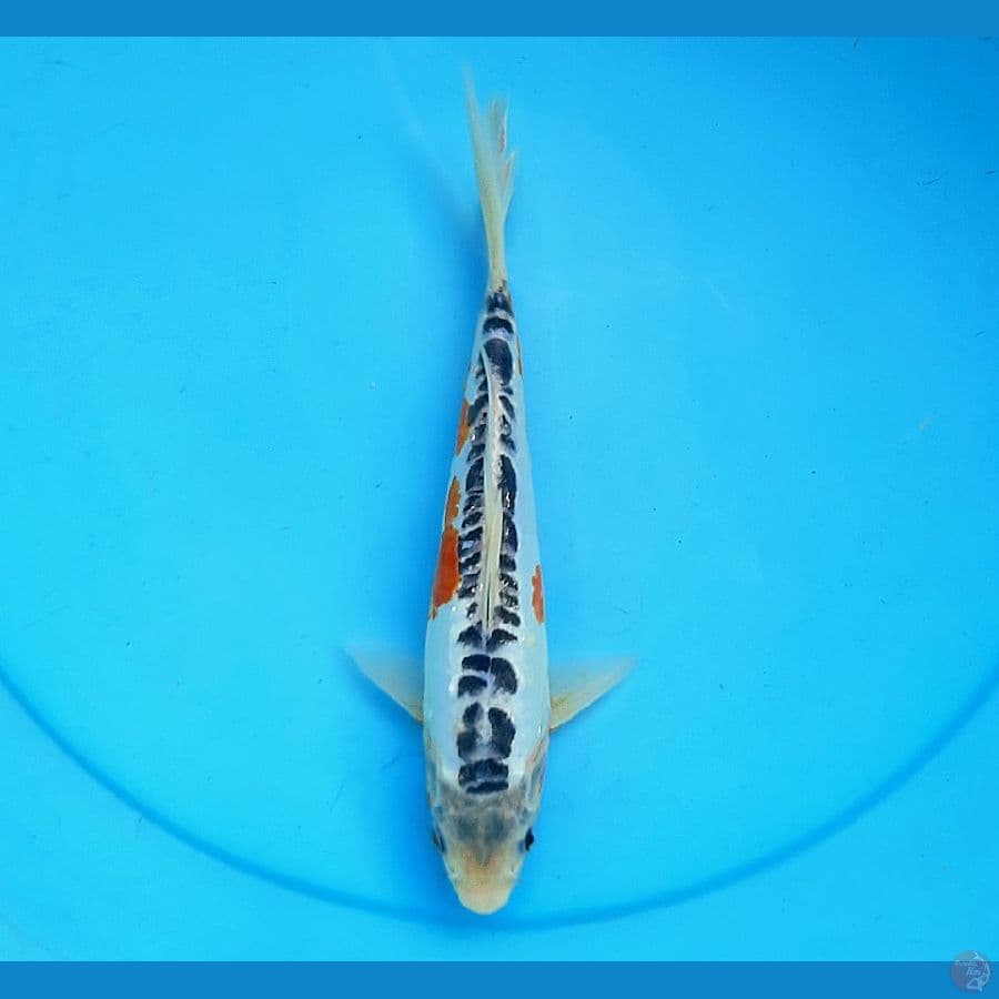 Shusui 26cm