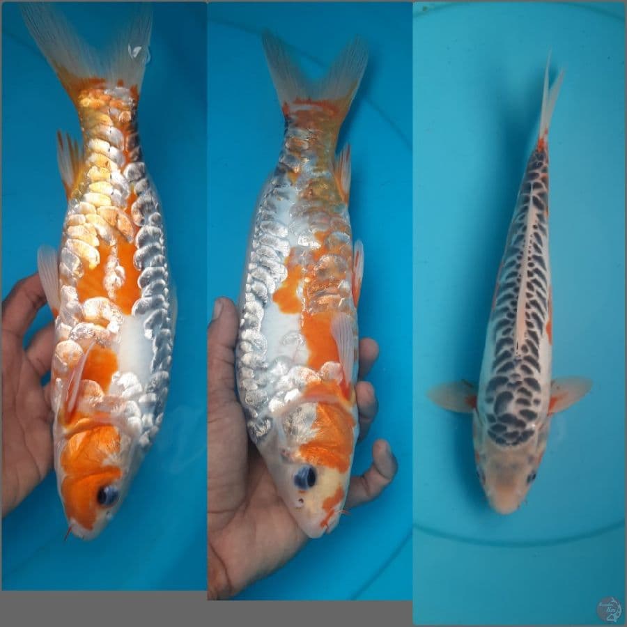 Dragon ring Shusui 22xm male