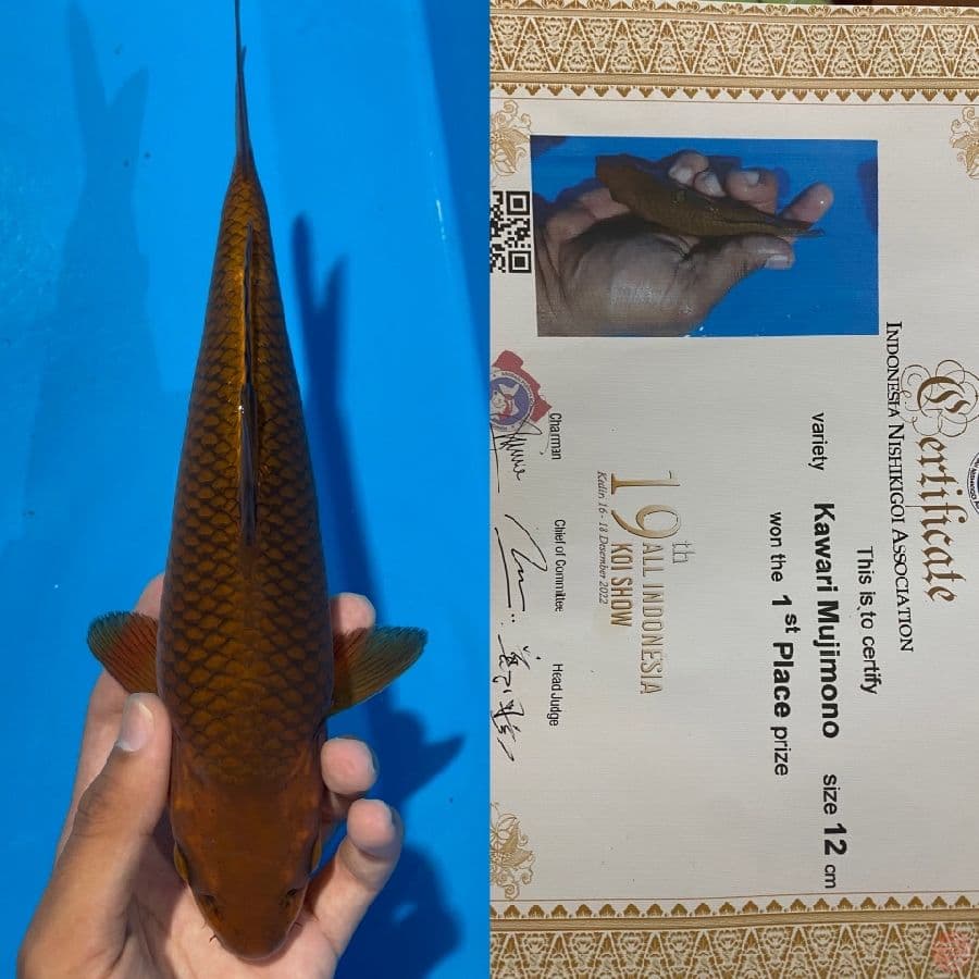 Chagoi SQ juara 1 kediri