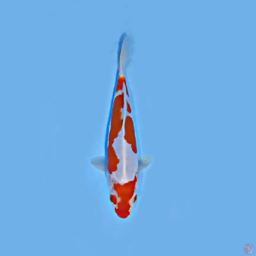 Doitsu 20cm