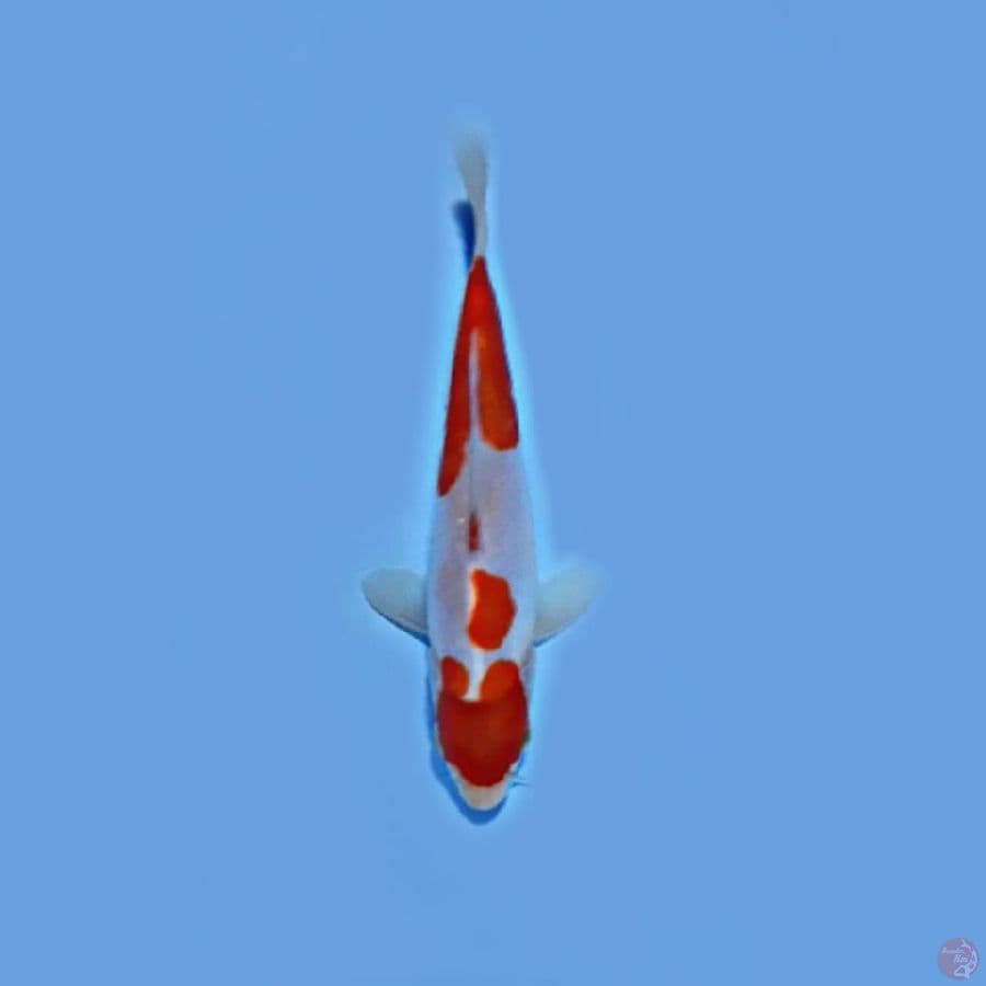 Doitsu 17cm
