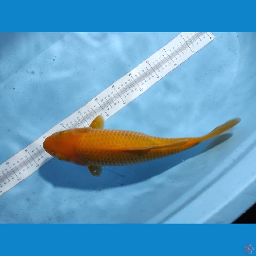karasi manggo 40 cm