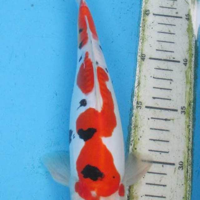 Sanke Doitsu Male 28cm