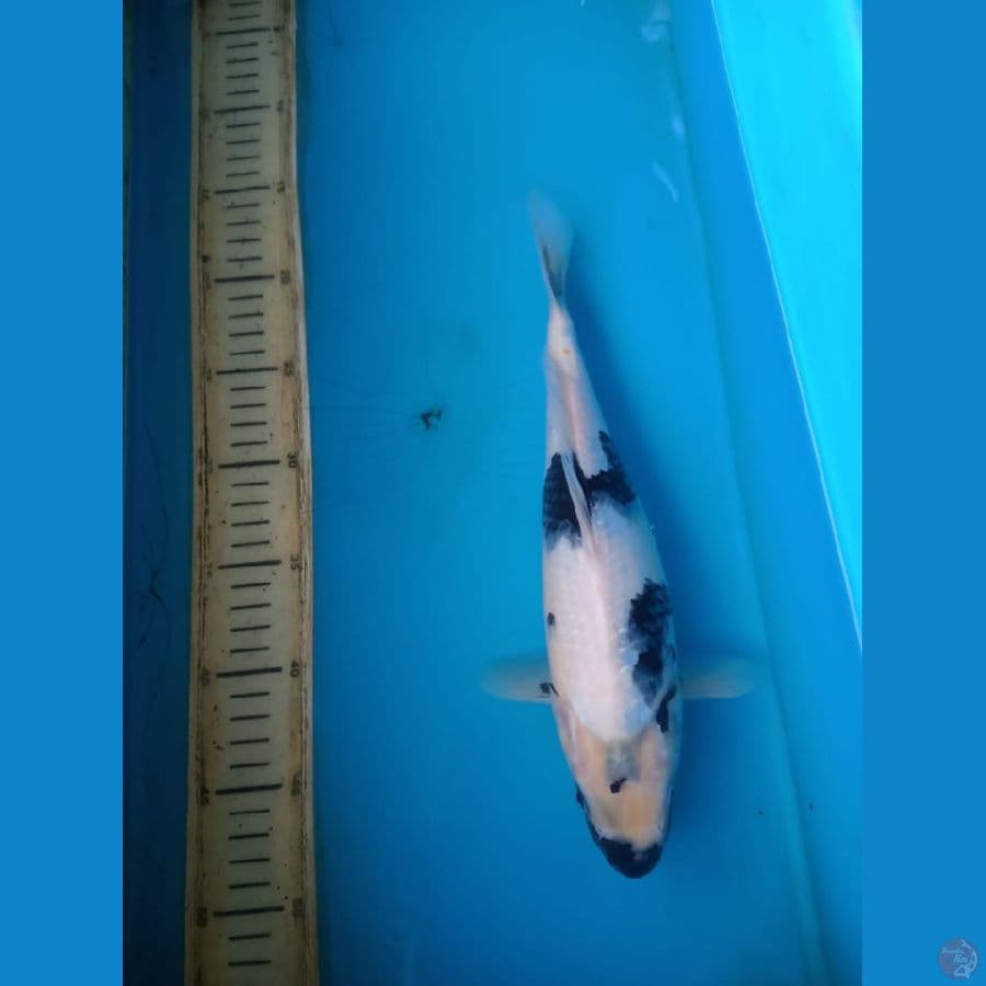 shiro 30cm f