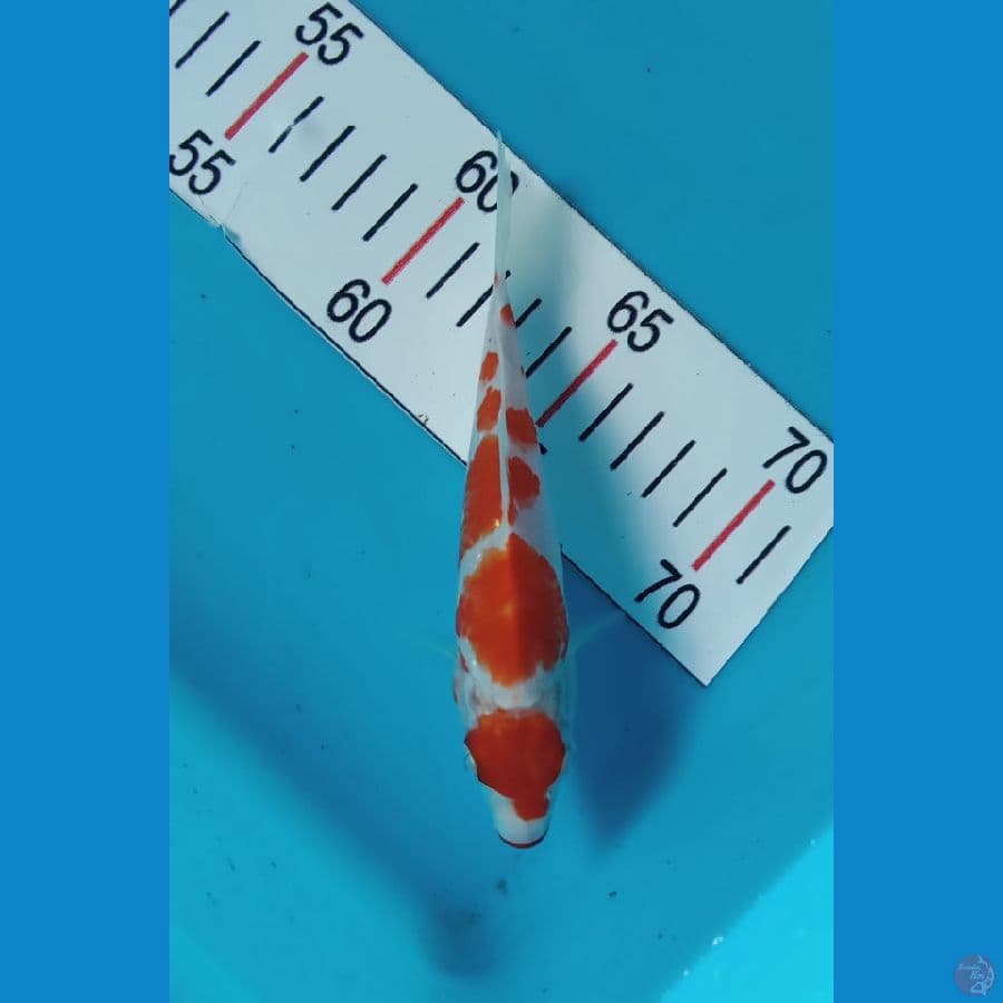 kohaku 16cm SQ