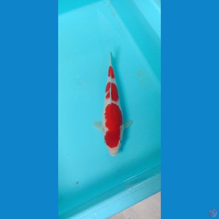 kohaku 2x BIS include serty+tropy