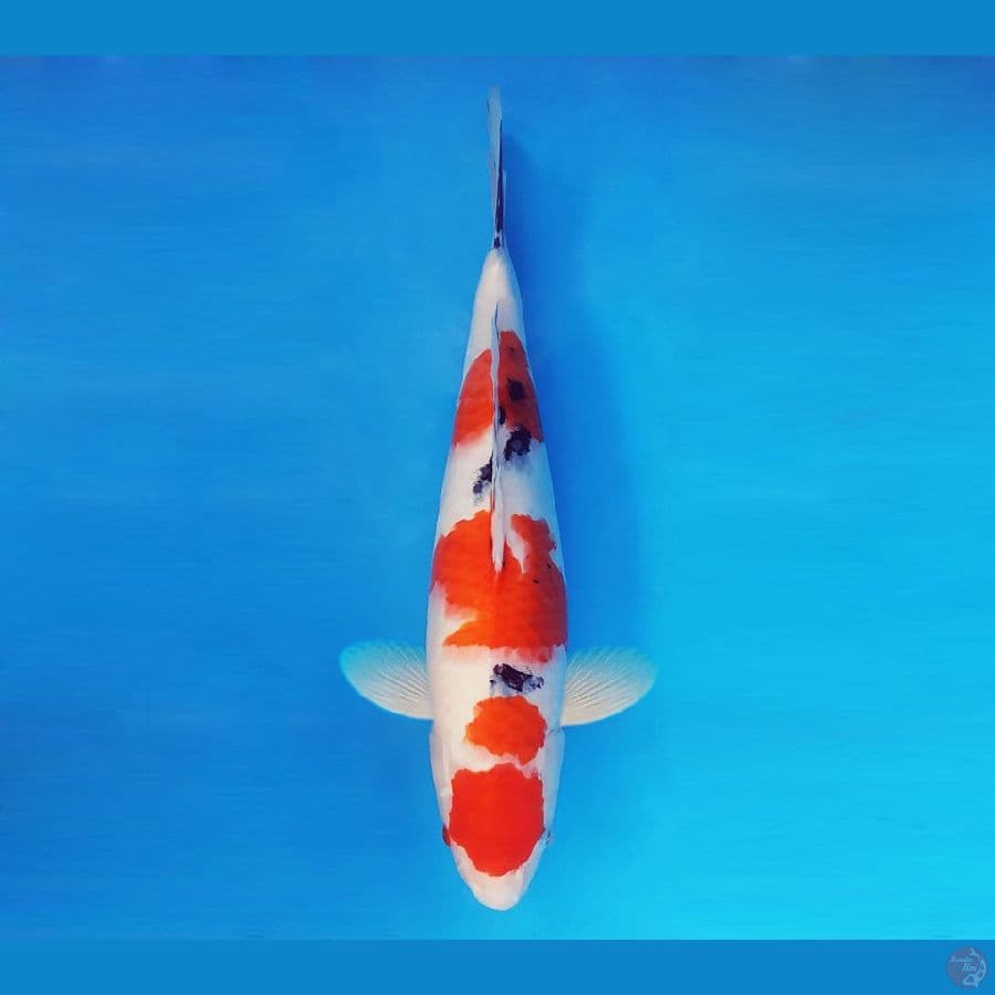 SATORI 1 - Taisho Sanke 40 cm/fm ®