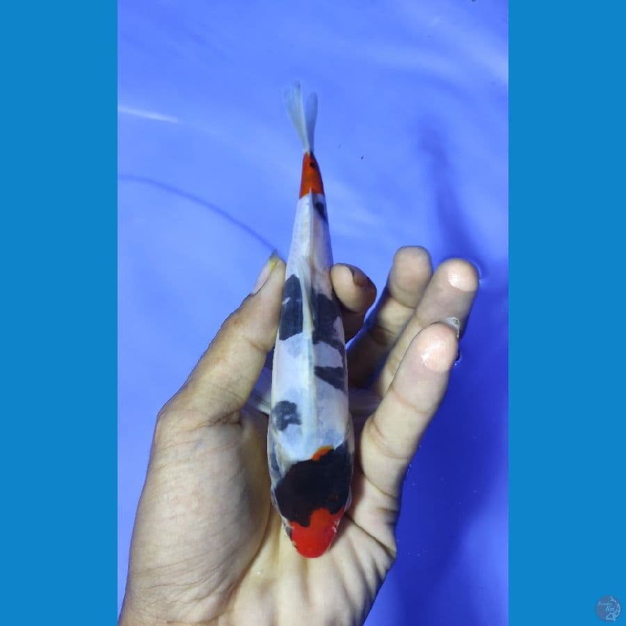 tategoi doit16cm