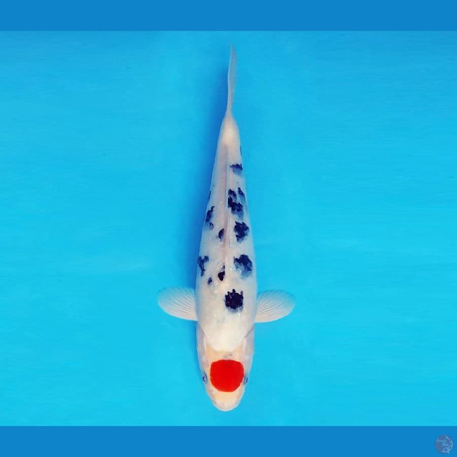 SATORI 5 - Tancho Sanke 25 cm/male ®