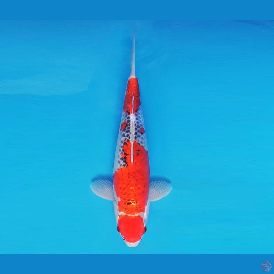 SATORI 7 - Maruten Goshiki 34 cm/fm ®