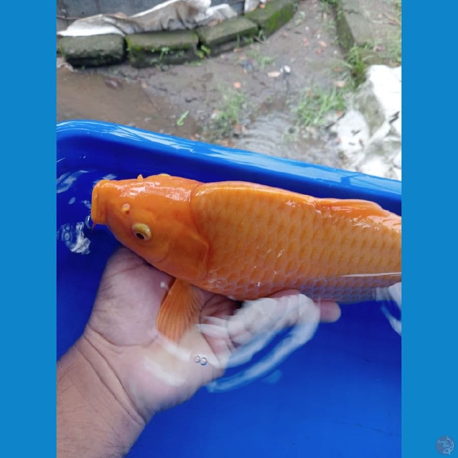 Red karasi super mbulki