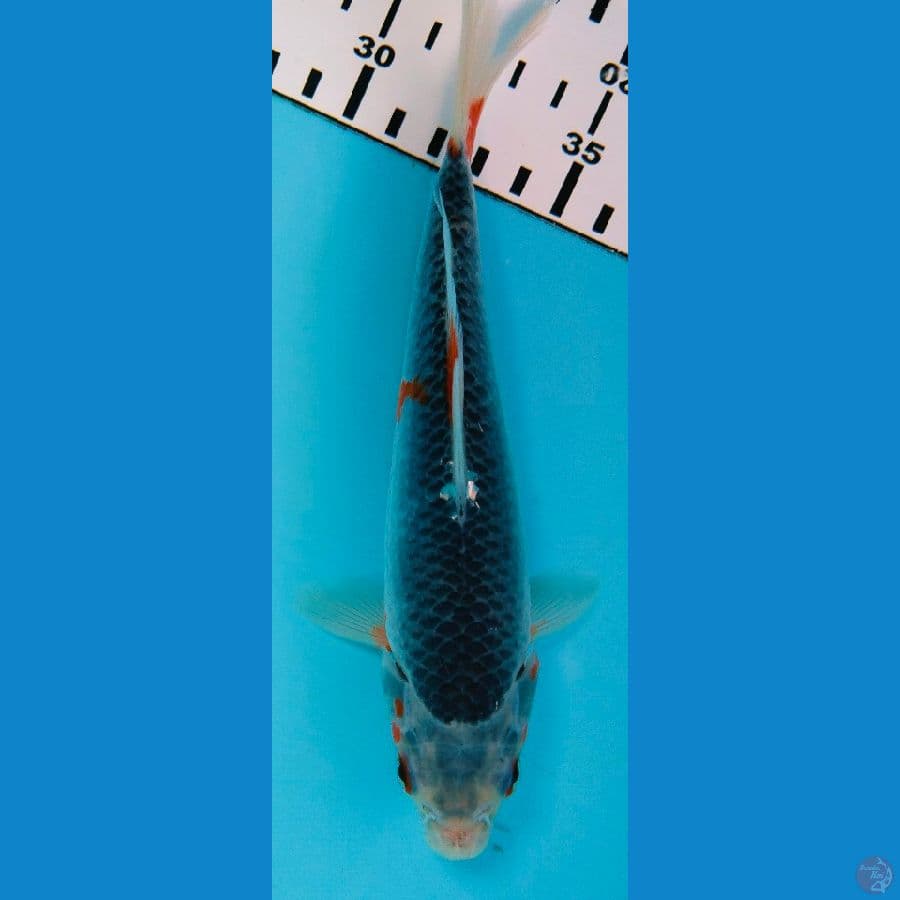 asagi 19cm