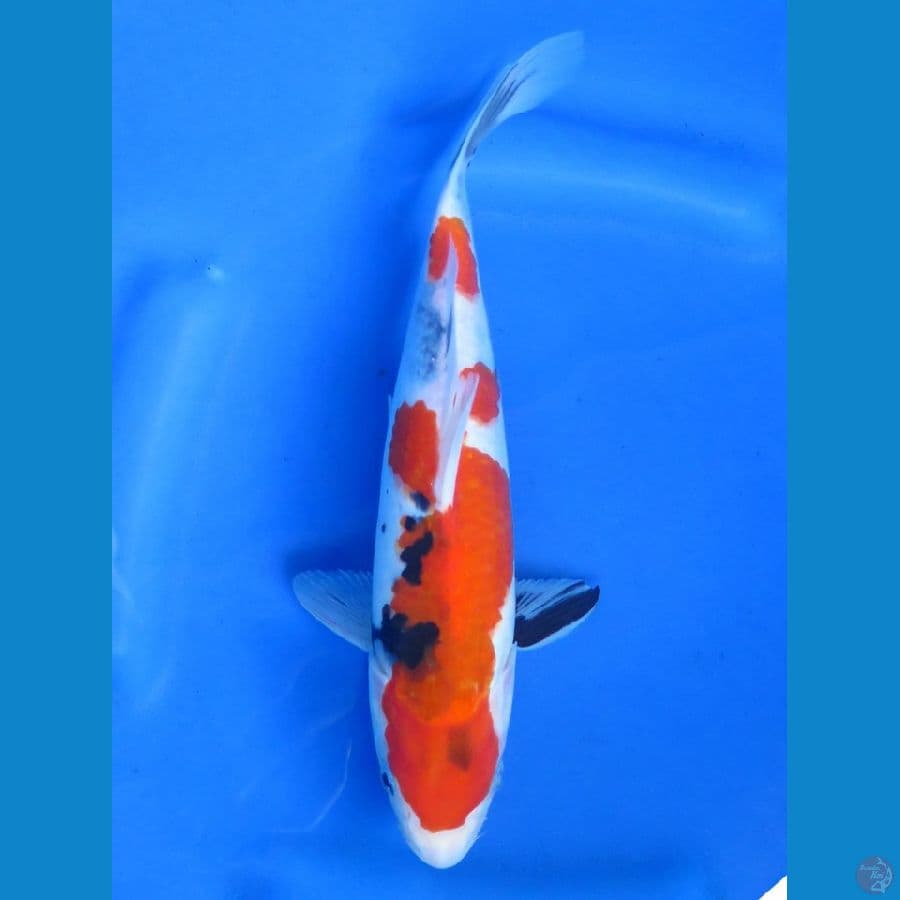 Halus Showa HQ ,b29cm