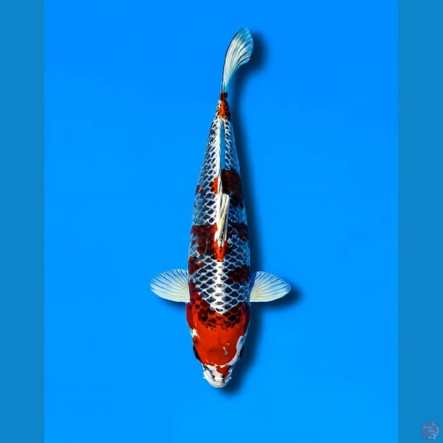 Red kujaku +- 35cm