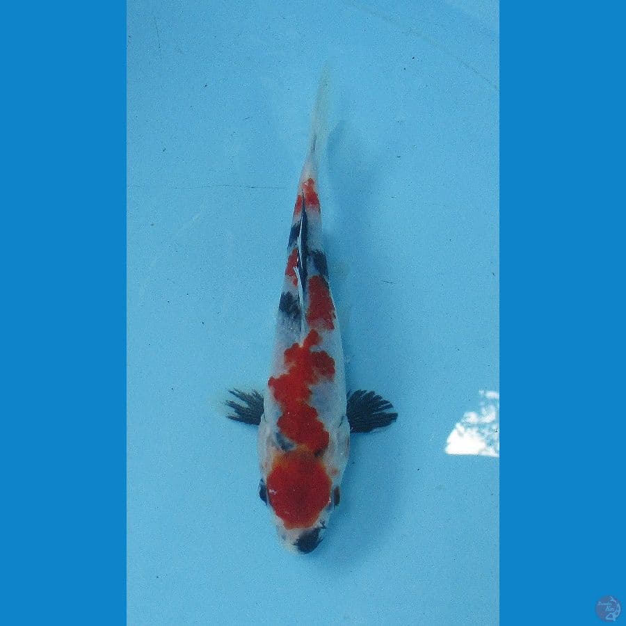 showa sansoku 20bu