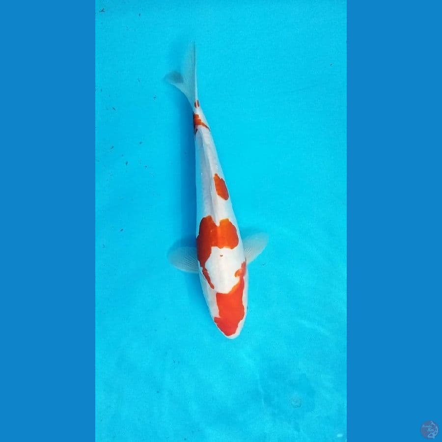 kohaku doitsu 30cm