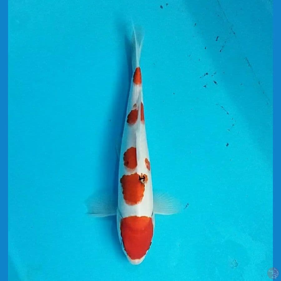 kohaku sanke 30 cm