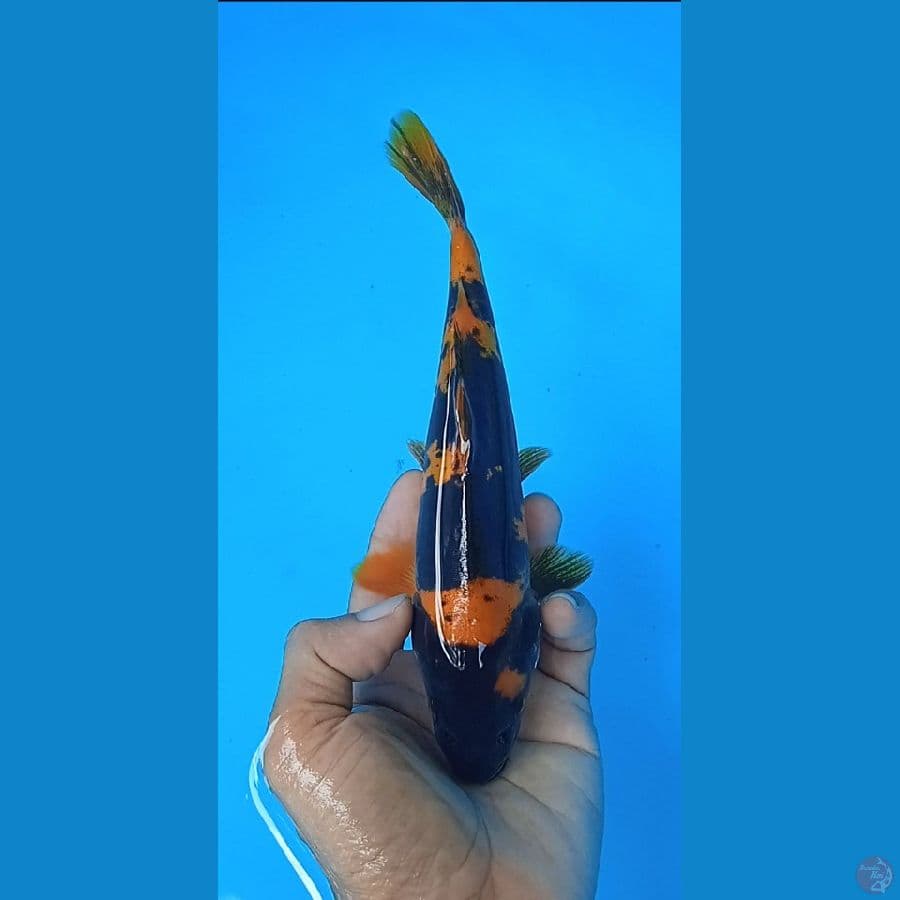 utsuri doitshu size : 22 cm jantan