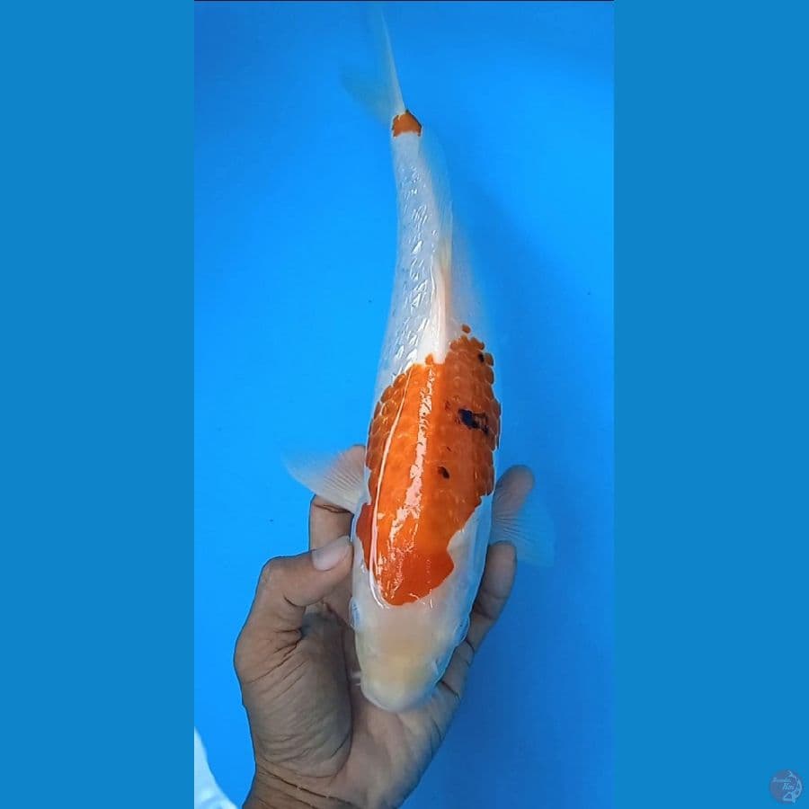 sanke gindrin size : 36 cm jantan