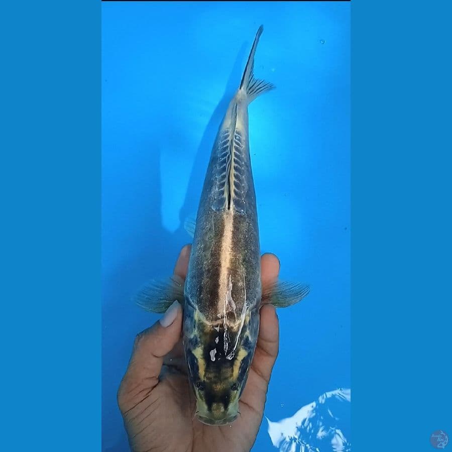 kiko size : 28 cm jantan