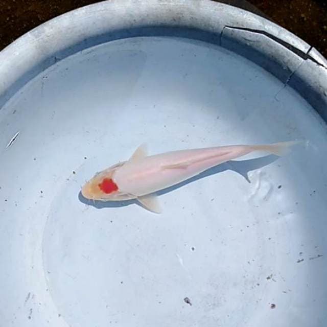 Tancho ori
