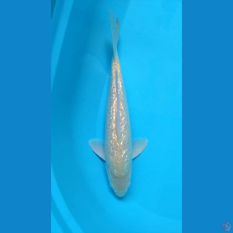 3. karasi ginrin Male //36cm
