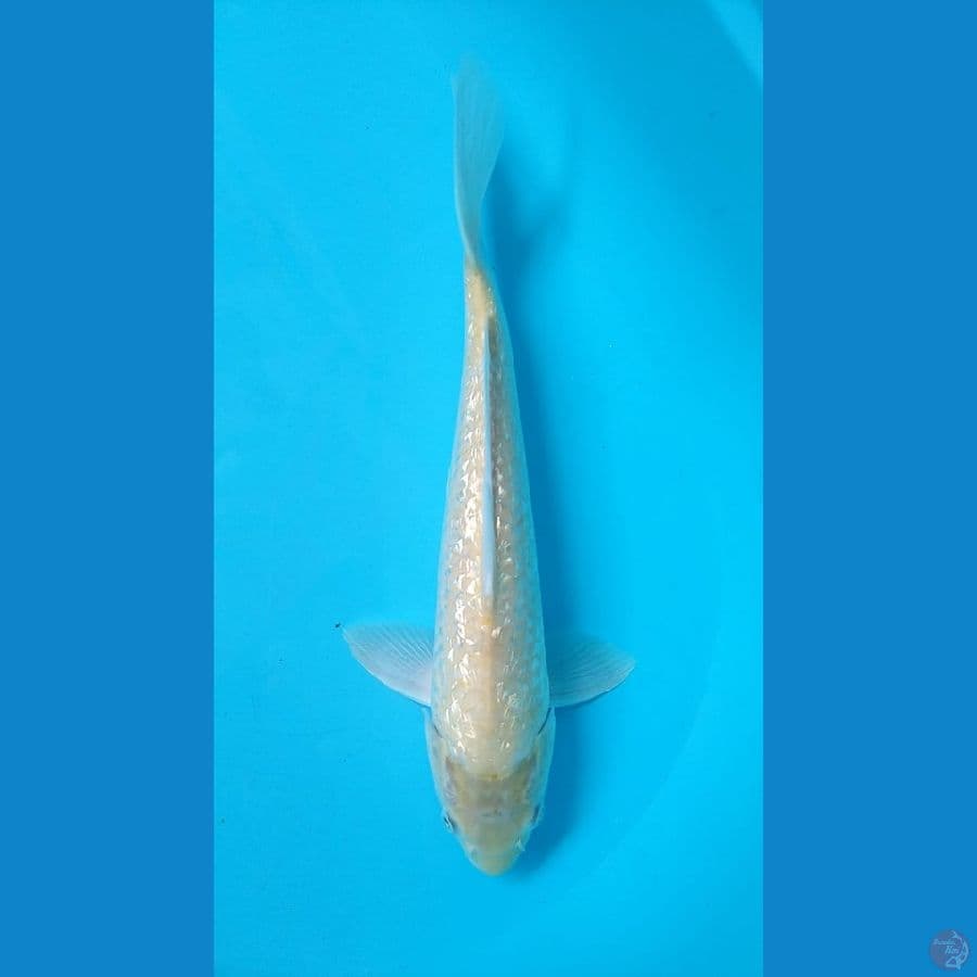karasi Male //39cm..