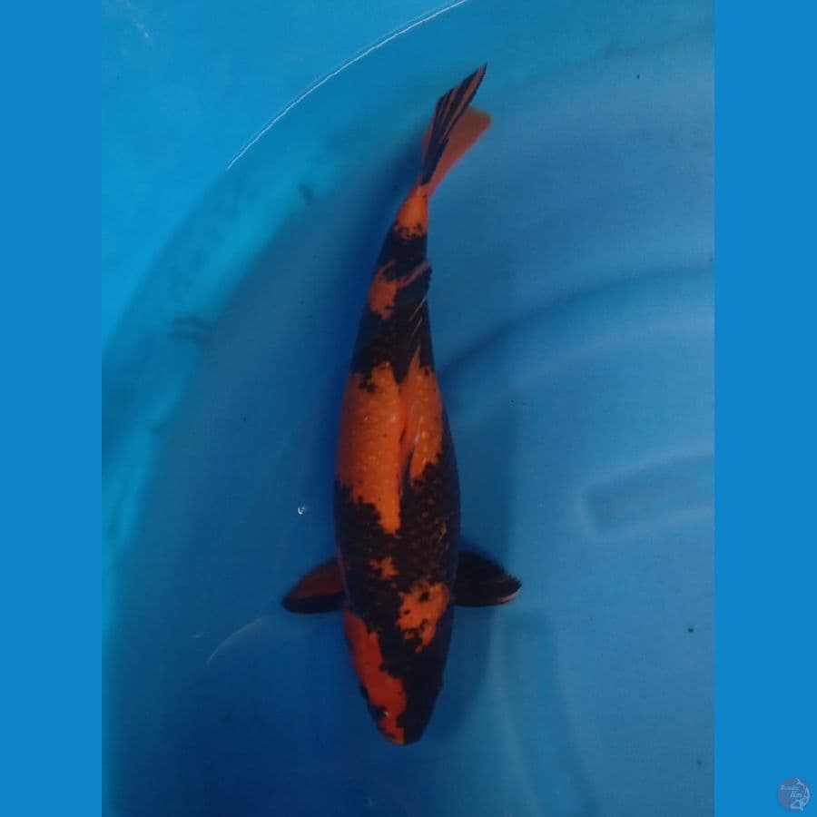 HI UTSURI GINRIN 47CM